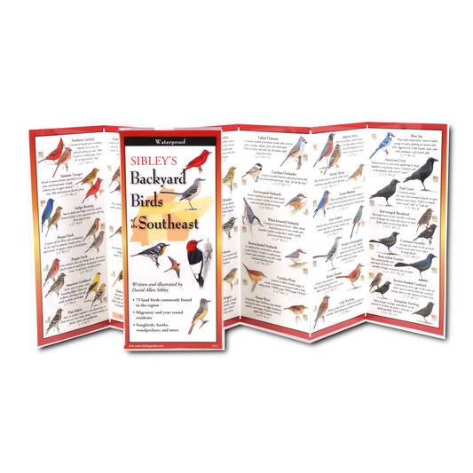 Paradise Clay FGG029 Sibley's Backyard Birds of the Southeast - Folding Guide