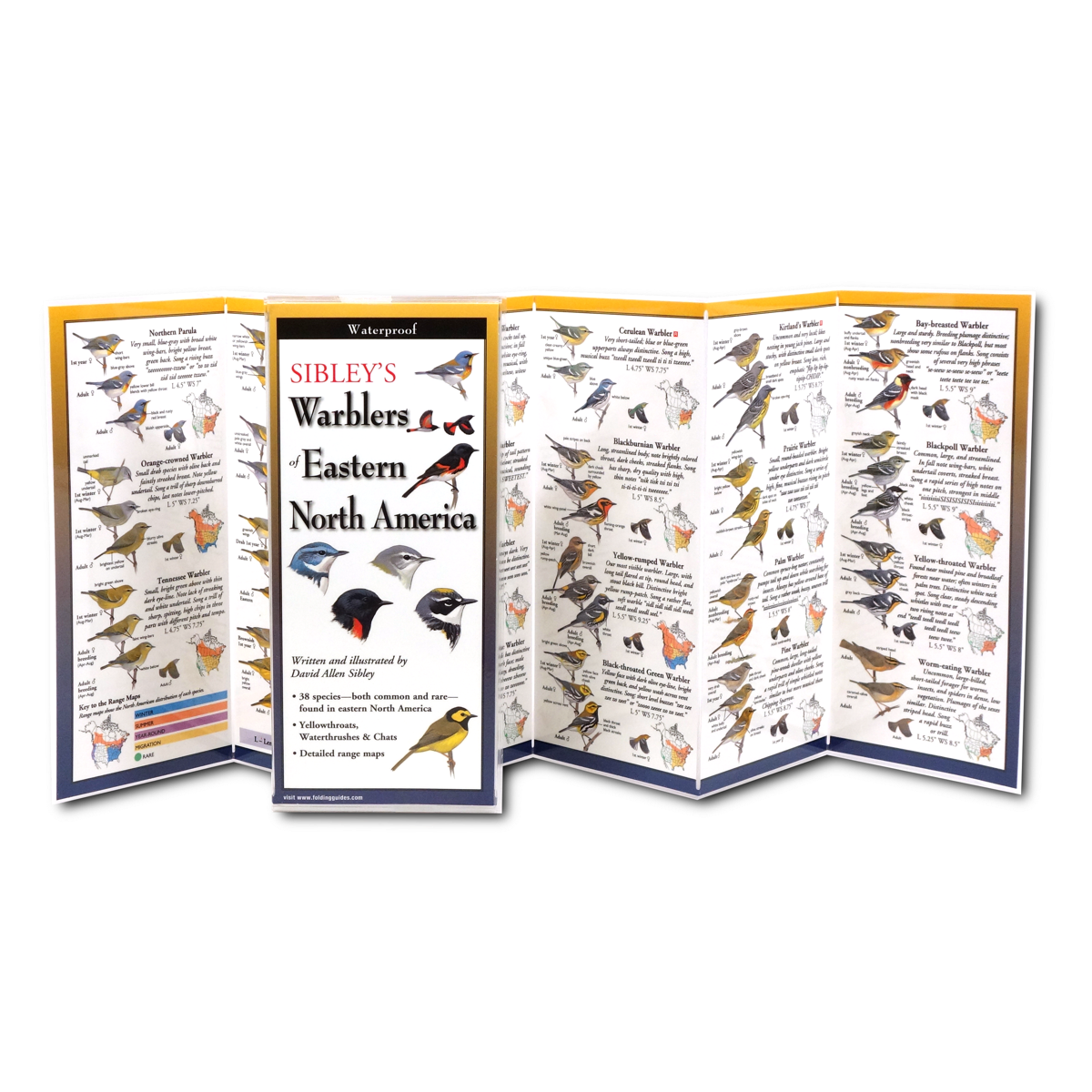 Paradise Clay FGG036 Sibley’s Warblers of Eastern North America - Folding Pocket Guide