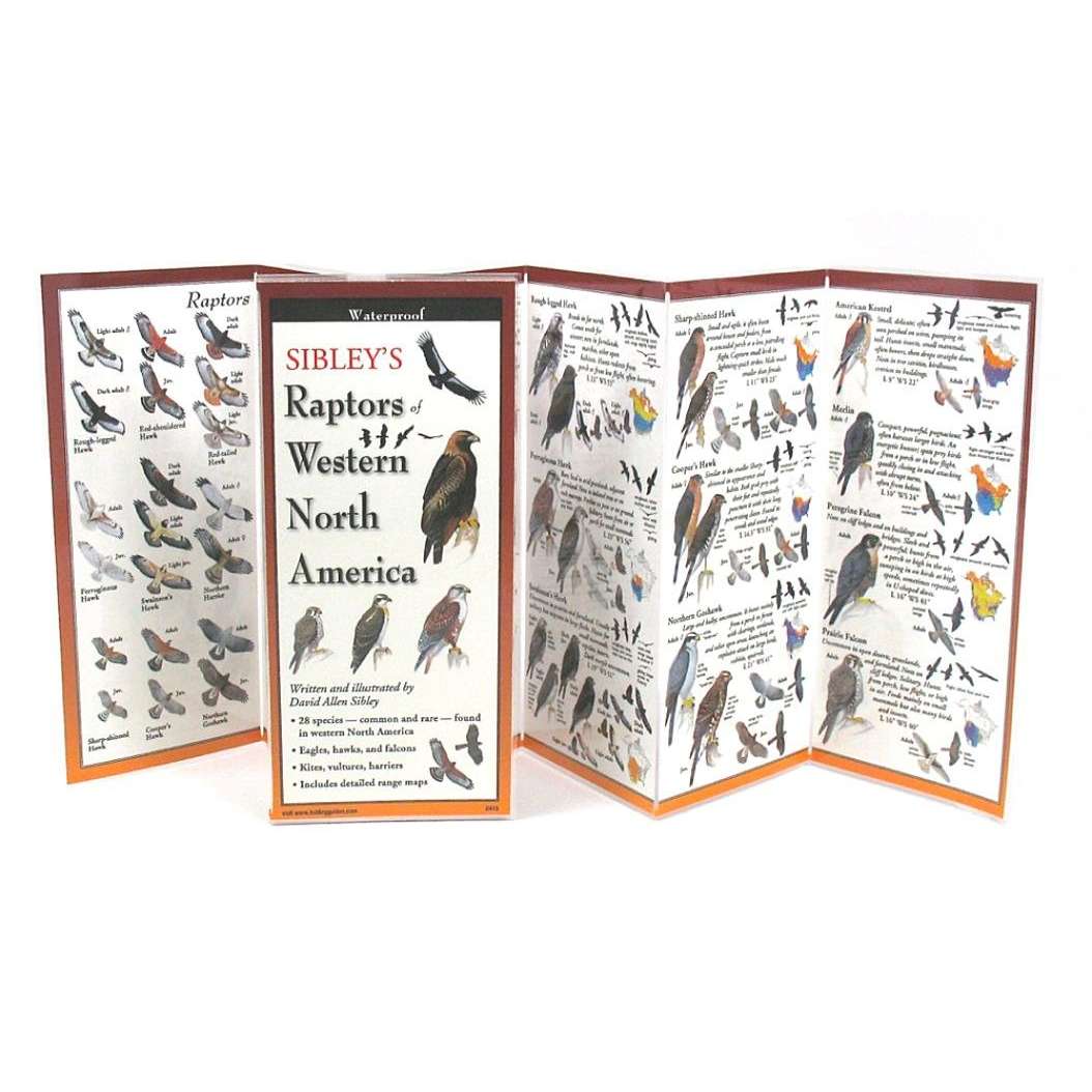 Paradise Clay FGG094 Sibley's Raptors of Western N. America - Folding Pocket Guide