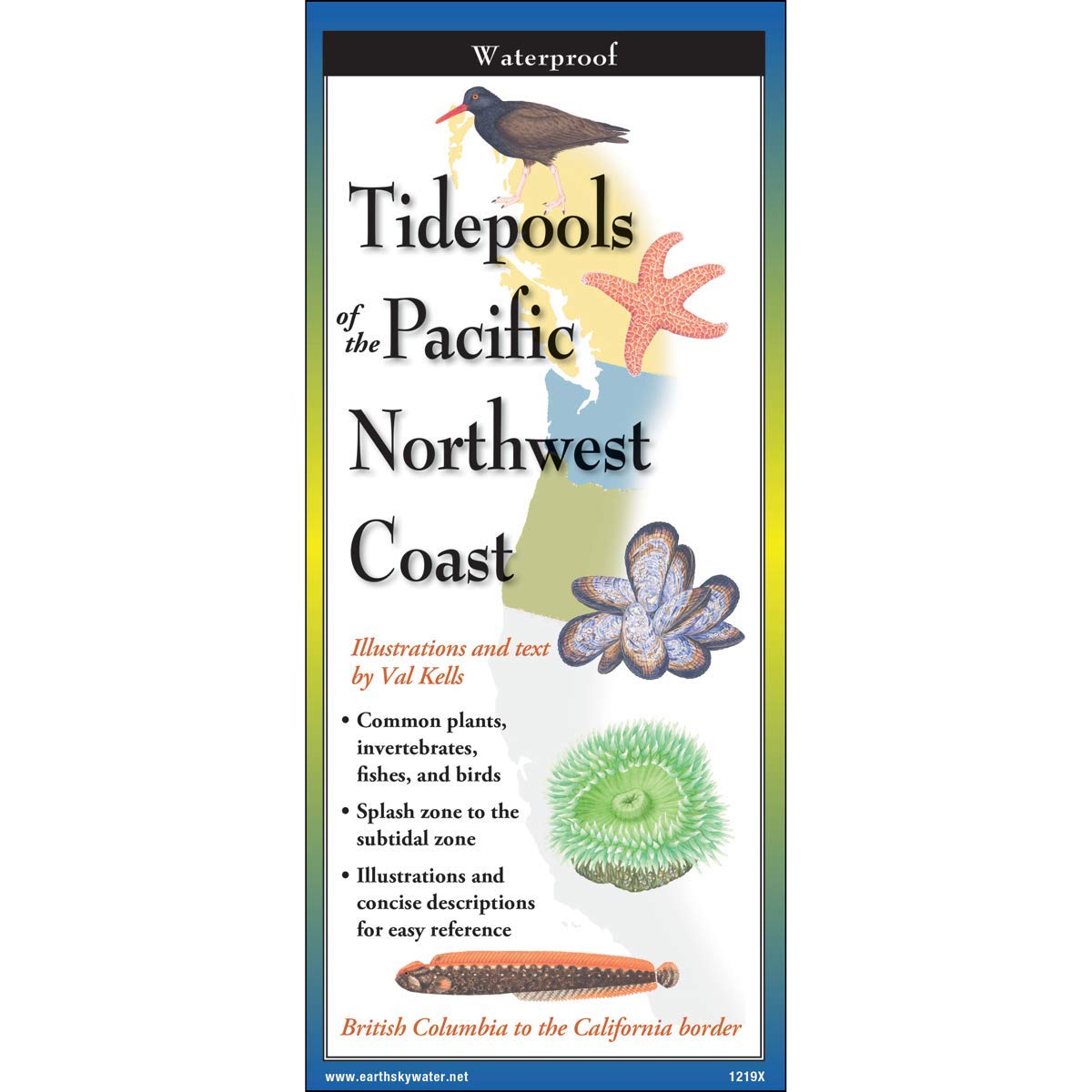 Paradise Clay FGG101 Tidepools of the Pacific Northwest Coast - Folding Guide