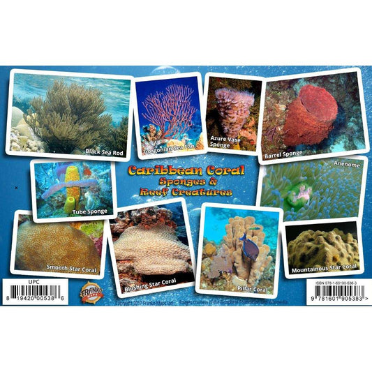 Paradise Clay FRM004 Caribbean Coral Identification Guide Laminated Card - Laminated Card