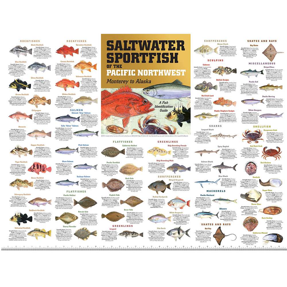 Paradise Clay PAR074 Saltwater Sport Fish of the Pacific NW: Monterey to Alaska POSTER (36" x 27")