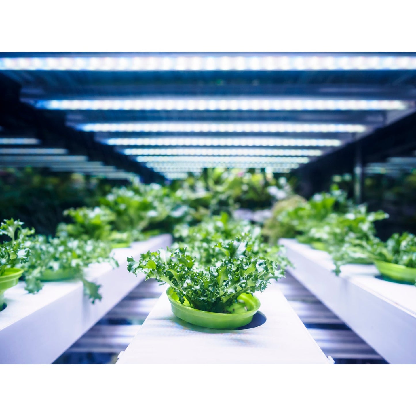 Feit Electric GLP12FS/VM/13.5W/LED 12 in. Vertical Mount Full Spectrum LED Grow Light