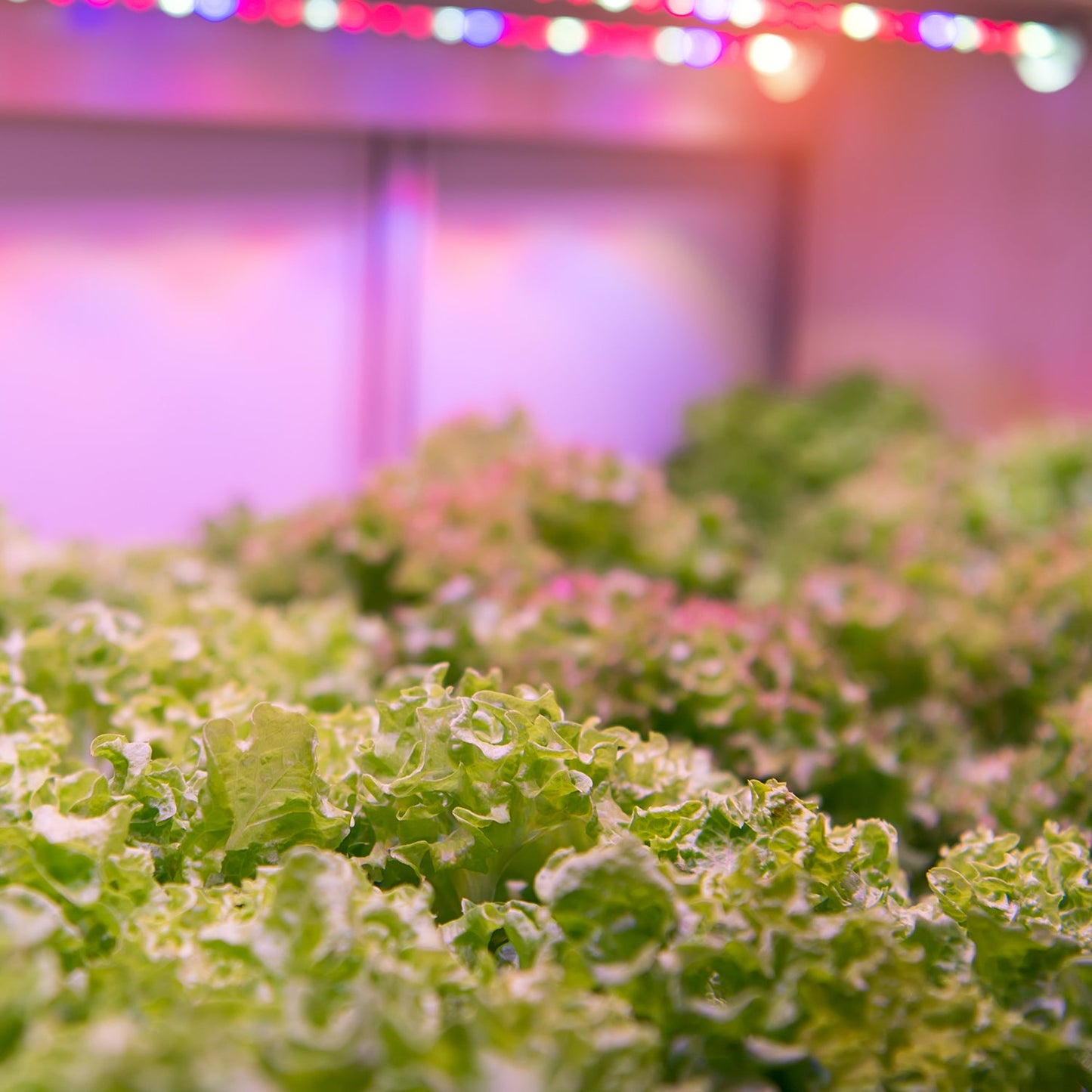 Feit Electric GLP20FS/HB/175W/LED 20 in. 175W High Bay Full Spectrum LED Grow Light