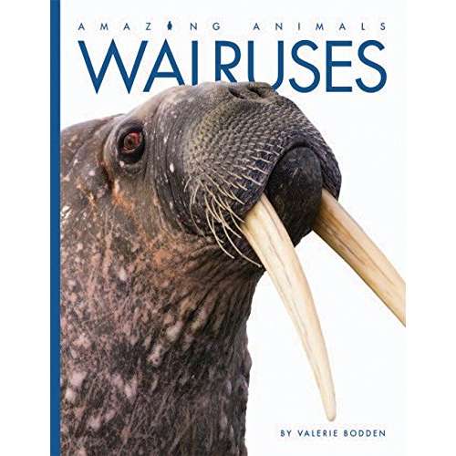 Paradise Clay HCB070 Walruses - Book