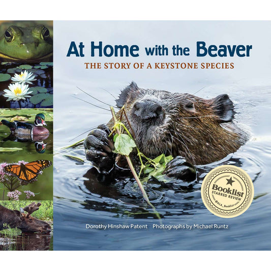 Paradise Clay IPS247 At Home with the Beaver: A Story of a Keystone Species - Book