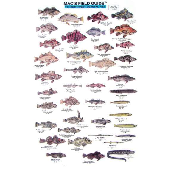 Paradise Clay MAC001 Northwest Coastal Fish - Laminated Card