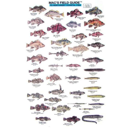 Paradise Clay MAC001 Northwest Coastal Fish - Laminated Card