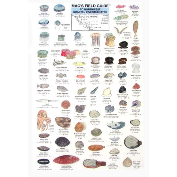 Paradise Clay MAC002 Northwest Coastal Invertebrates - Laminated Card