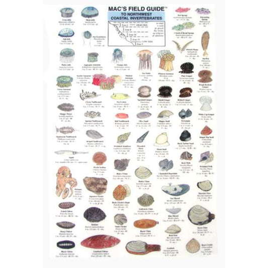 Paradise Clay MAC002 Northwest Coastal Invertebrates - Laminated Card