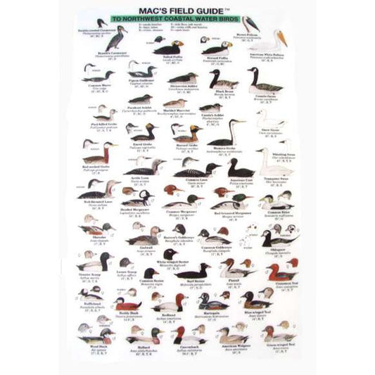 Paradise Clay MAC003 Northwest Coastal Water Birds - Laminated Card