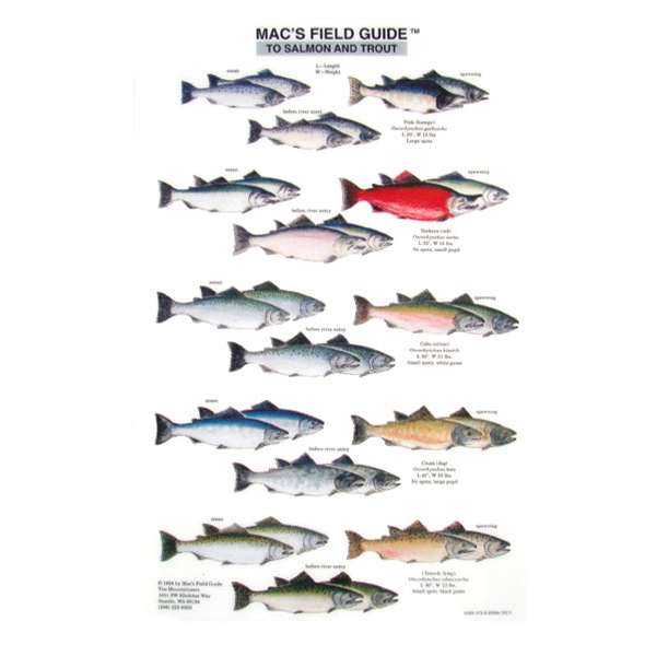 Paradise Clay MAC012 Salmon and Trout of North America - Laminated Card