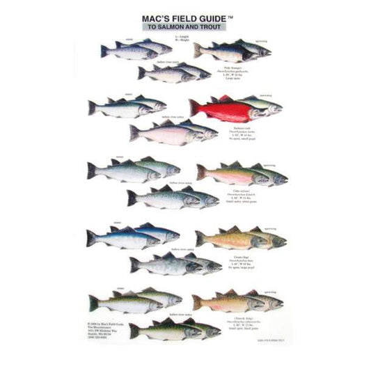 Paradise Clay MAC012 Salmon and Trout of North America - Laminated Card