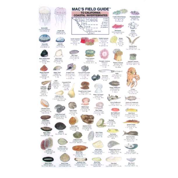 Paradise Clay MAC016 California Coastal Invertebrates - Laminated Card