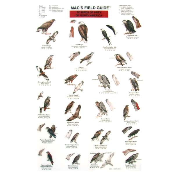 Paradise Clay MAC017 Birds of Prey of North America - Laminated Card