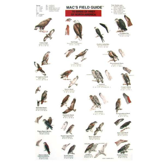Paradise Clay MAC017 Birds of Prey of North America - Laminated Card