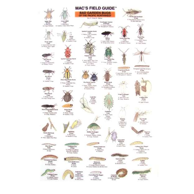 Paradise Clay MAC019 Northwest Garden Bugs - Laminated Card