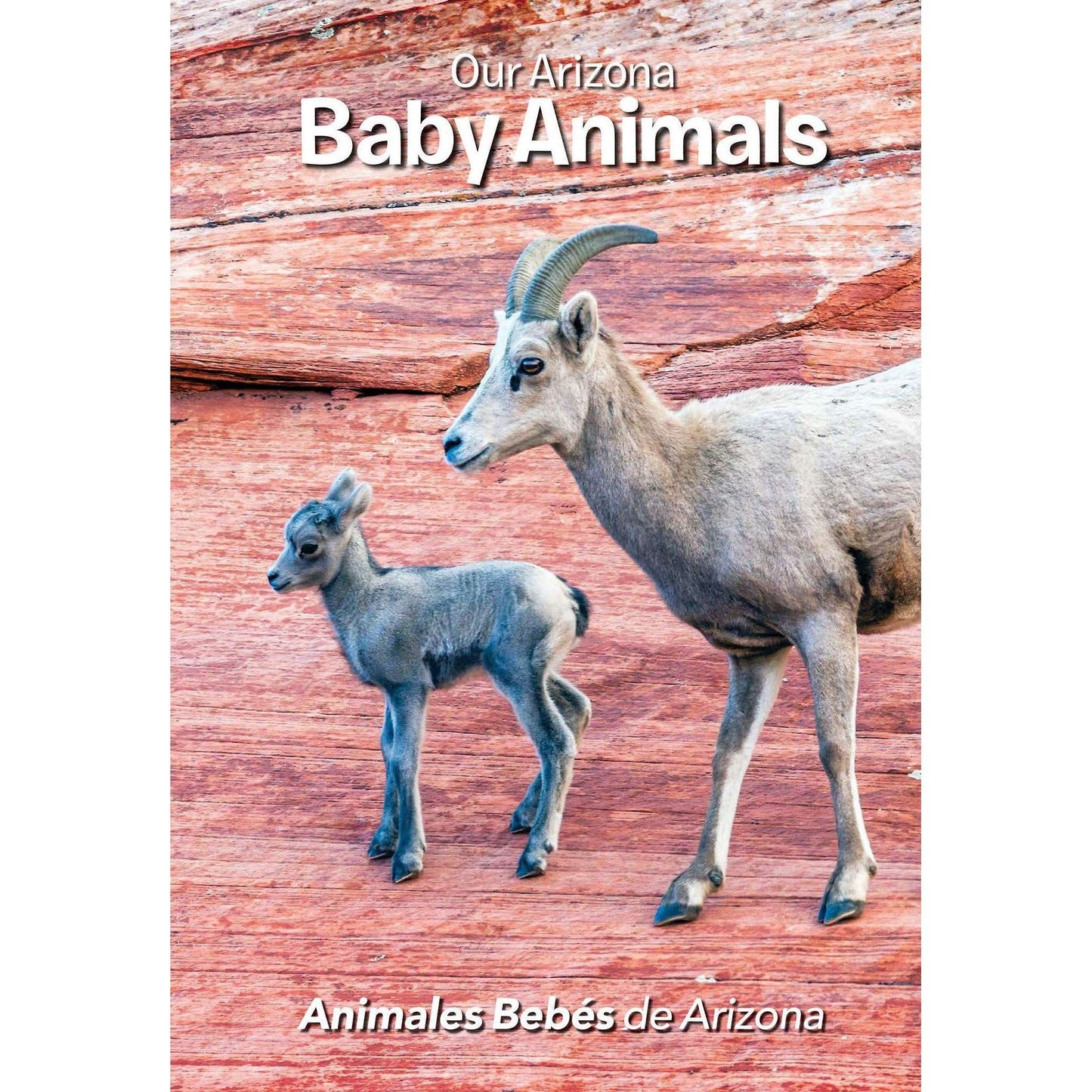 Paradise Clay PER224 Our Arizona: Baby Animals - Book