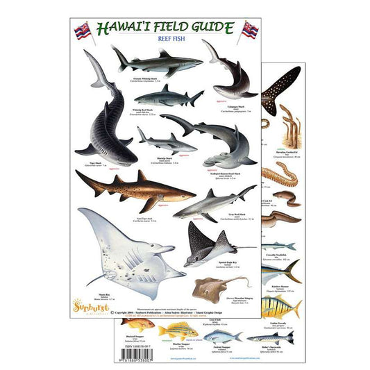 Paradise Clay RFP013 Hawaii Reef Fish Field Guide #2 - Laminated Card