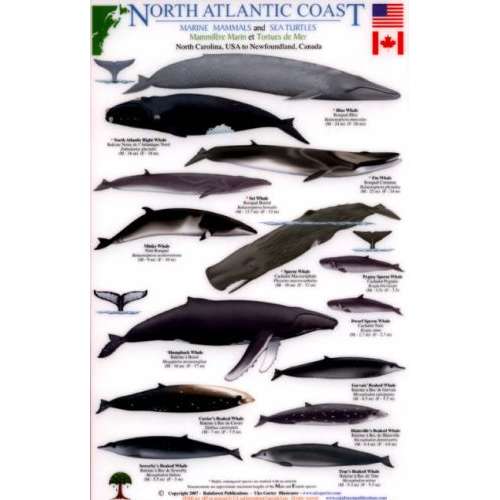 Paradise Clay RFP016 North Atlantic Coast: Marine Mammals and Sea Turtles North Carolina, USA to Newfoundland, Canada - Laminated Card