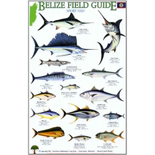 Paradise Clay RFP022 Belize Field Guide: Sport Fish - Laminated Card
