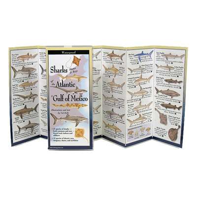 Paradise Clay FGG004 Sharks, Skates & Rays of the Atlantic & Gulf of Mexico - Folding Guide