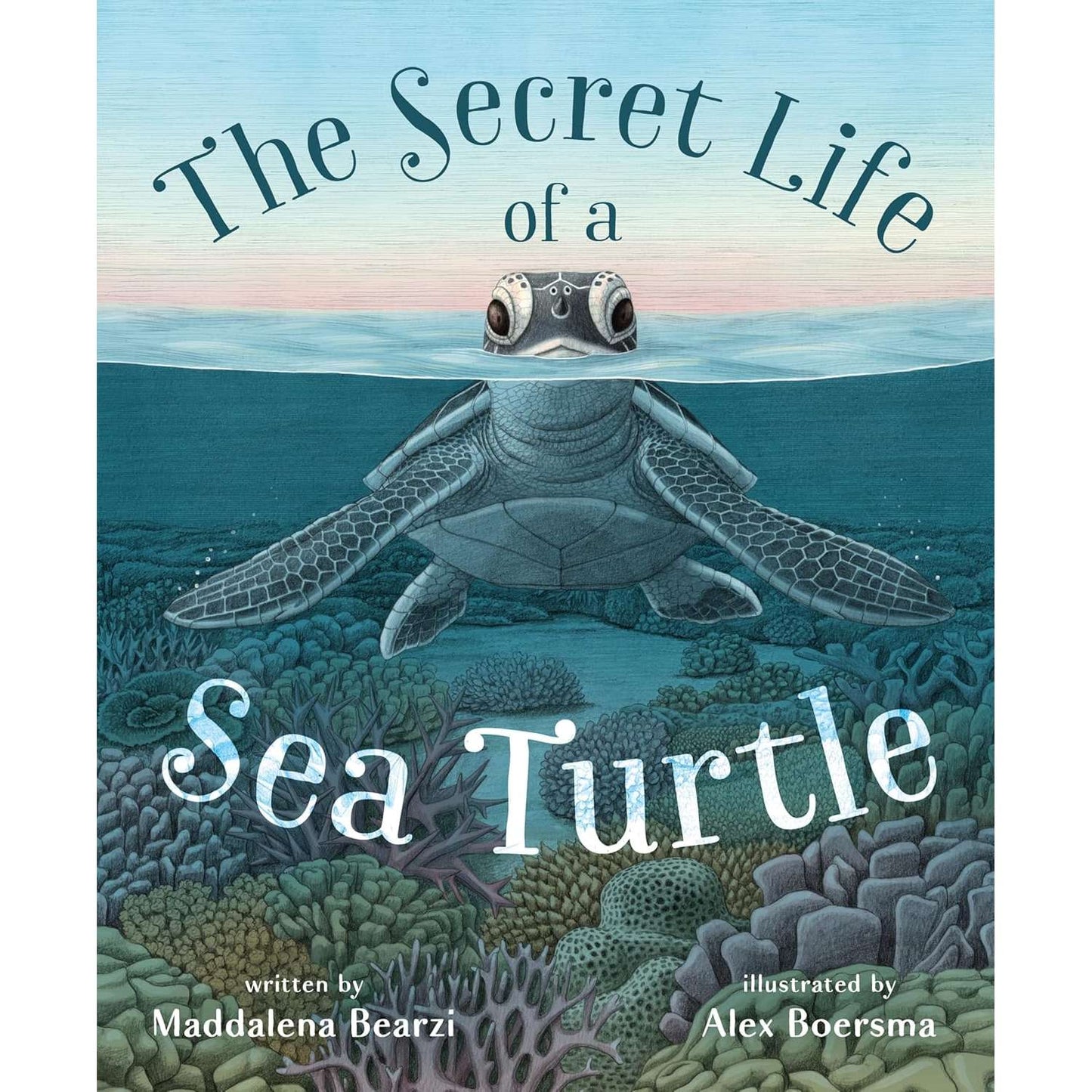 Paradise Clay MPS272 The Secret Life of a Sea Turtle - Book