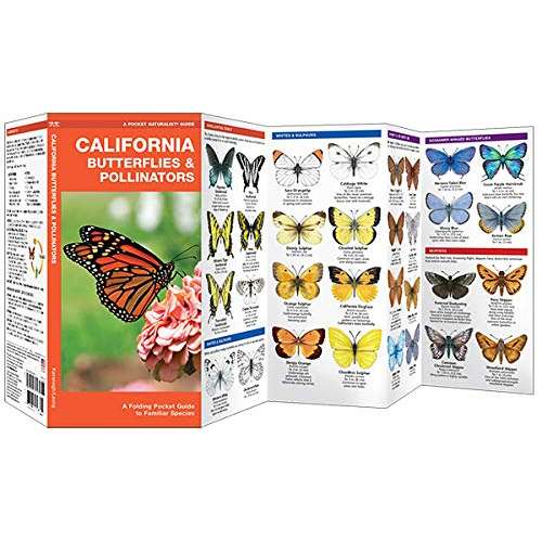 Paradise Clay WFP176 California Butterflies & Pollinators: A Folding Pocket Guide to Familiar Species - Folding Pocket Guide