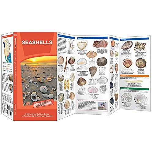 Paradise Clay WFP177 Seashells: A Waterproof Folding Guide to Familiar North American Species - Folding Pocket Guide