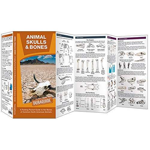 Paradise Clay WFP180 Animal Skulls & Bones LAMINATED DURAGUIDE - Folding Pocket Guide