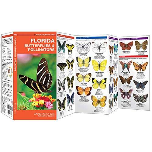 Paradise Clay WFP184 Florida Butterflies & Pollinators: A Folding Pocket Guide to Familiar Species - Folding Pocket Guide
