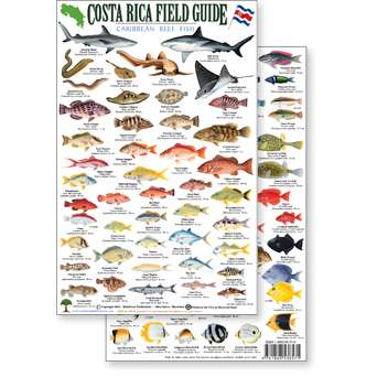 Paradise Clay RFP031 Costa Rica Caribbean Reef Fish, Field Guide - Laminated Card