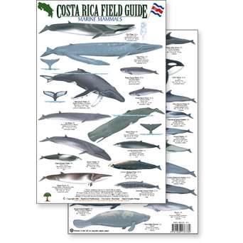 Paradise Clay RFP029 Costa Rica Marine Mammals, Field Guide - Laminated Card