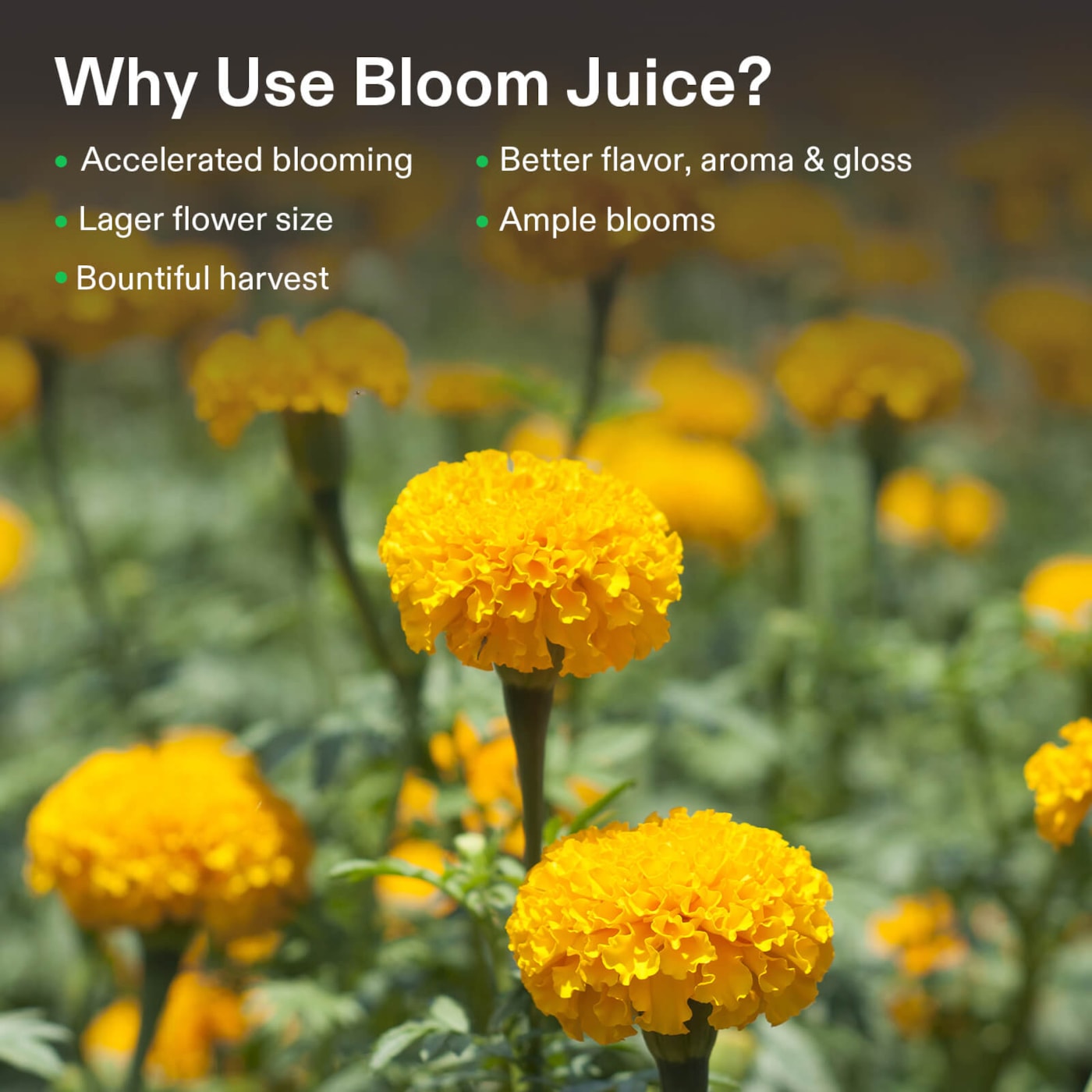 Vivosun Bloom Juice (0-6-4), Flowering Supplement Liquid Fertilizer for Flowering Stage, 32 Ounces
