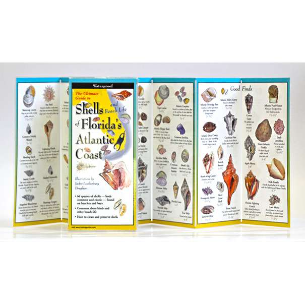 Paradise Clay FGG014 Shells of Florida’s Atlantic Coast - Folding Guide