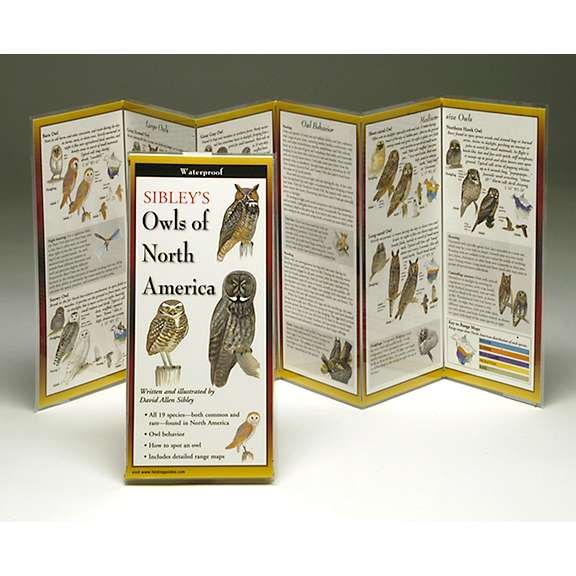 Paradise Clay FGG033 Sibley's Owls of North America - Folding Guide