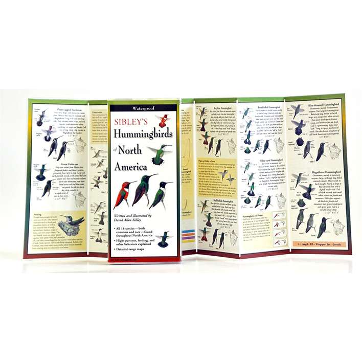 Paradise Clay FGG038 Sibley's Hummingbirds of North America - Folding Guide