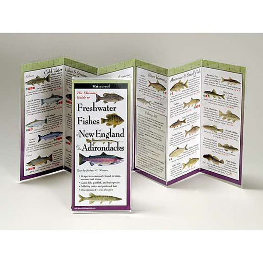 Paradise Clay FGG051 Freshwater Fishes of New England & Adirondacks - Folding Guide