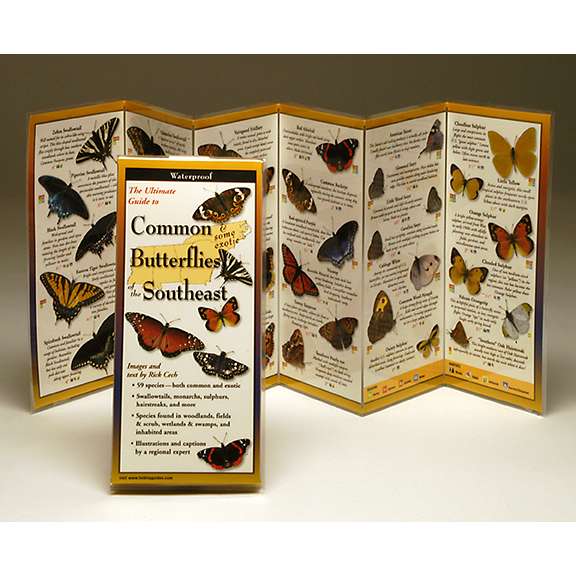 Paradise Clay FGG060 Common Butterflies of the Southeast - Folding Guide