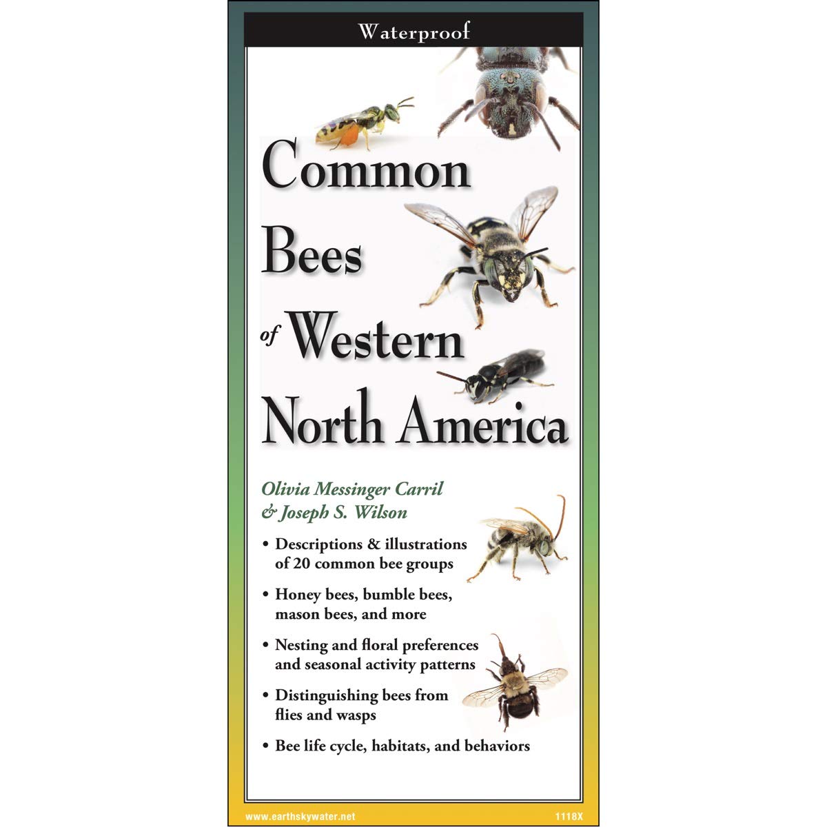 Paradise Clay FGG098 Common Bees of Western North America - Folding Pocket Guide