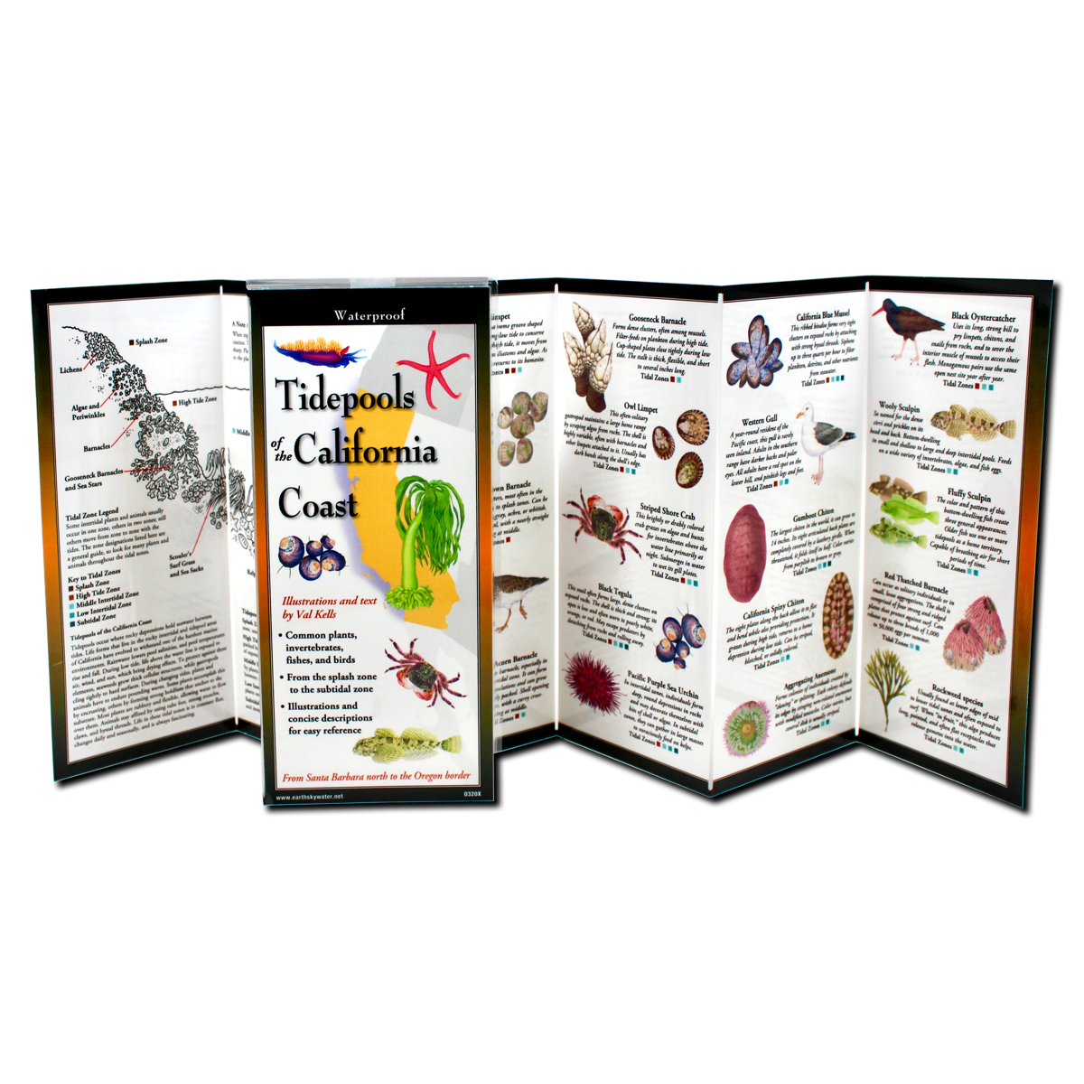 Paradise Clay FGG099 Tidepools of the California Coast - Folding Pocket Guide