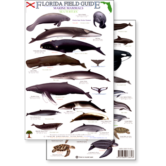 Paradise Clay RFP010 Florida Marine Mammals & Sea Turtles - Laminated Card