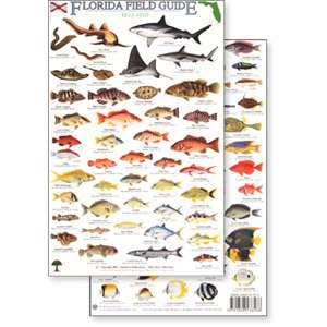 Paradise Clay RFP009 Florida Reef Fish Field Guide - Laminated Card