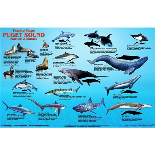 Paradise Clay GPR019 Puget Sound Marine Mammals - Laminated Card
