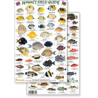Paradise Clay RFP014 Hawaii Reef Fish #1 - Laminated Card