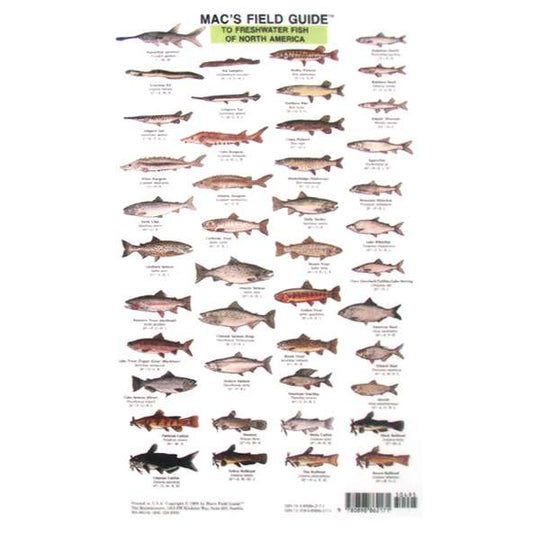 Paradise Clay MAC005 Mac's Field Guides: North American Freshwater Fish - Laminated Card