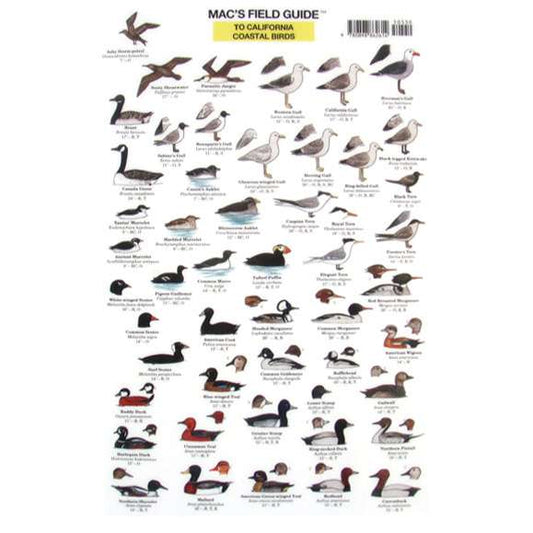 Paradise Clay MAC010 California Coastal Birds - Laminated Card