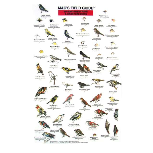 Paradise Clay MAC014 Northwest Park and Backyard Birds - Laminated Card