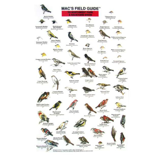 Paradise Clay MAC014 Northwest Park and Backyard Birds - Laminated Card