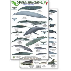Paradise Clay RFP005 Mexico Field Guide: Baja, Sea of Cortez Marine Mammal Guide - Laminated Card